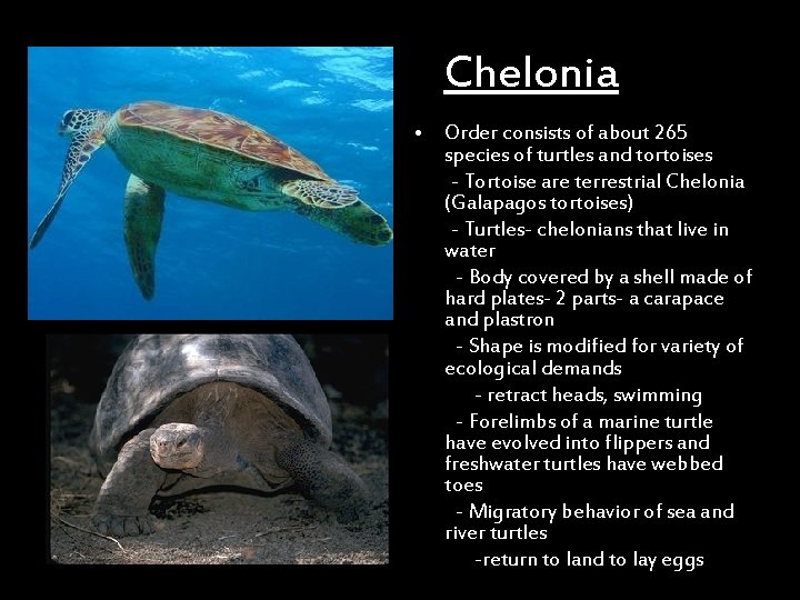 Chelonia • Order consists of about 265 species of turtles and tortoises - Tortoise