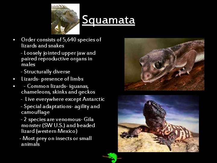 Squamata • Order consists of 5, 640 species of lizards and snakes - Loosely