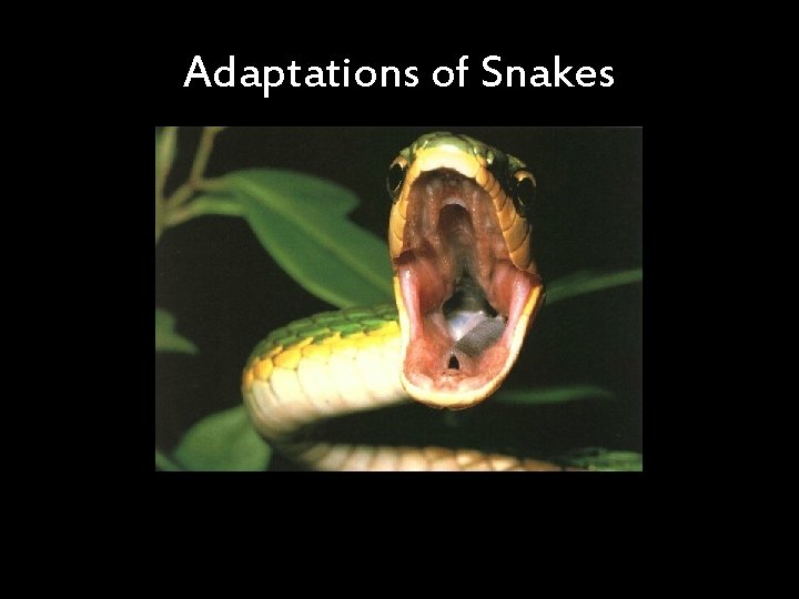 Adaptations of Snakes 