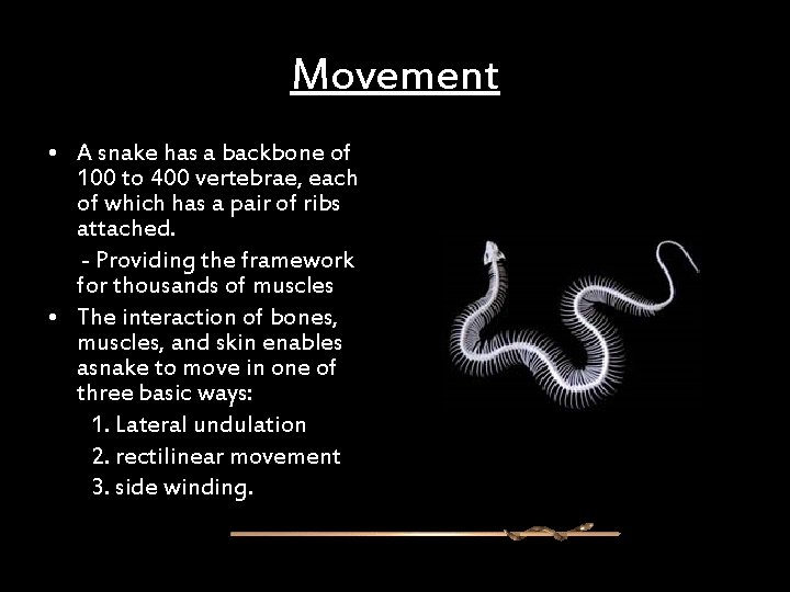 Movement • A snake has a backbone of 100 to 400 vertebrae, each of