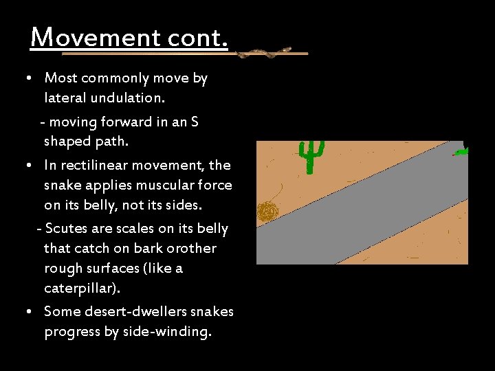 Movement cont. • Most commonly move by lateral undulation. - moving forward in an