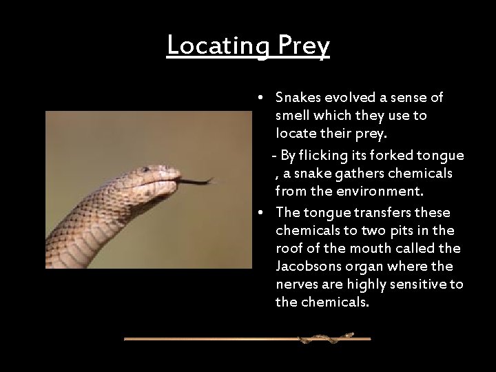 Locating Prey • Snakes evolved a sense of smell which they use to locate