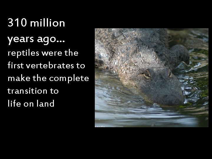 310 million years ago… reptiles were the first vertebrates to make the complete transition