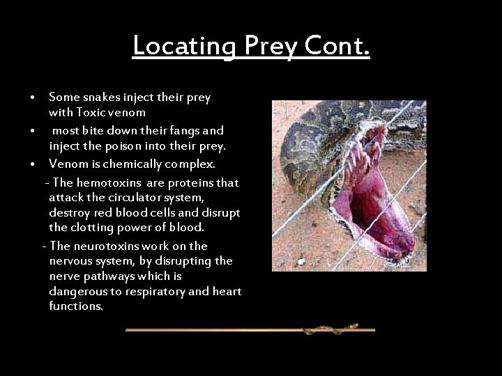 Locating Prey Cont. • Some snakes inject their prey with Toxic venom • most