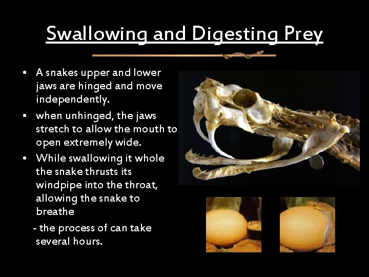 Swallowing and Digesting Prey • A snakes upper and lower jaws are hinged and