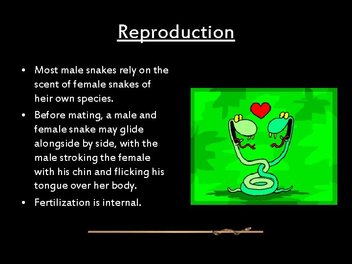Reproduction • Most male snakes rely on the scent of female snakes of heir
