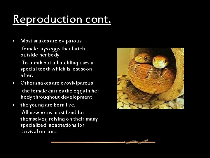 Reproduction cont. • Most snakes are oviparous - female lays eggs that hatch outside