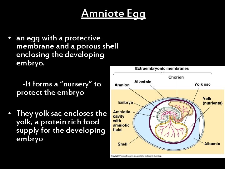 Amniote Egg • an egg with a protective membrane and a porous shell enclosing