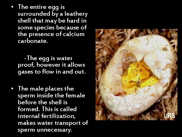  • The entire egg is surrounded by a leathery shell that may be