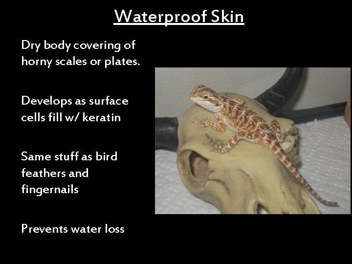 Waterproof Skin Dry body covering of horny scales or plates. Develops as surface cells