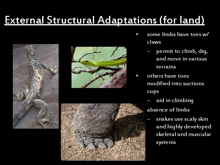 External Structural Adaptations (for land) • • • some limbs have toes w/ claws