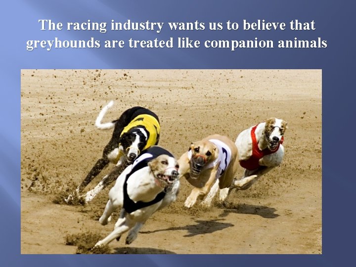 The racing industry wants us to believe that greyhounds are treated like companion animals