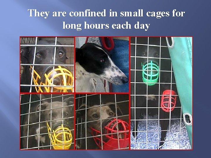 They are confined in small cages for long hours each day 
