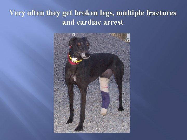 Very often they get broken legs, multiple fractures and cardiac arrest 