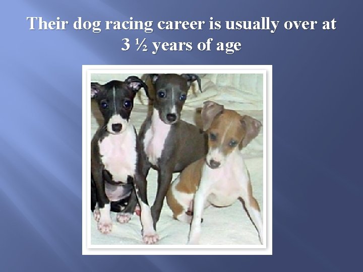 Their dog racing career is usually over at 3 ½ years of age 