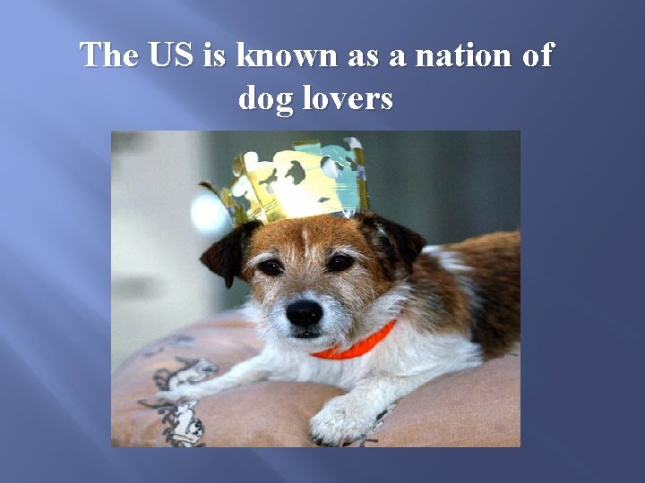 The US is known as a nation of dog lovers 