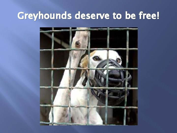 Greyhounds deserve to be free! 