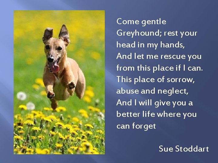 Come gentle Greyhound; rest your head in my hands, And let me rescue you