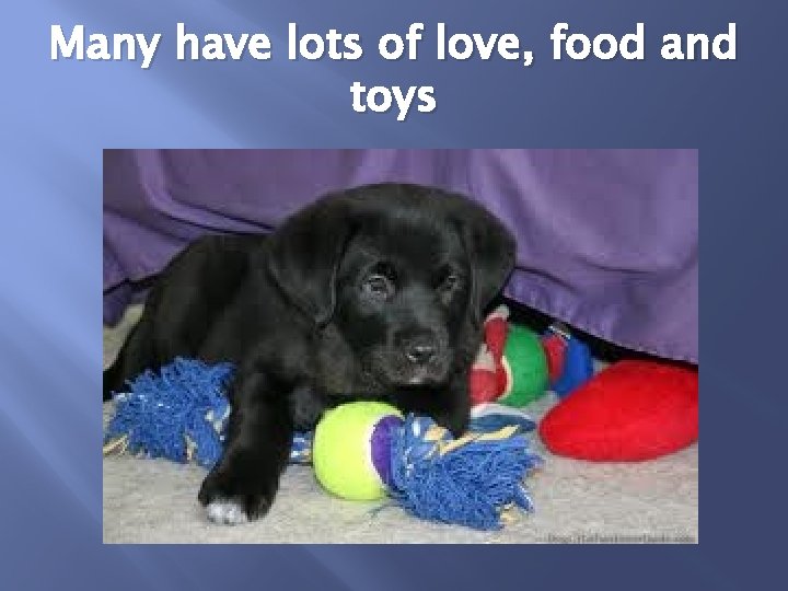 Many have lots of love, food and toys 