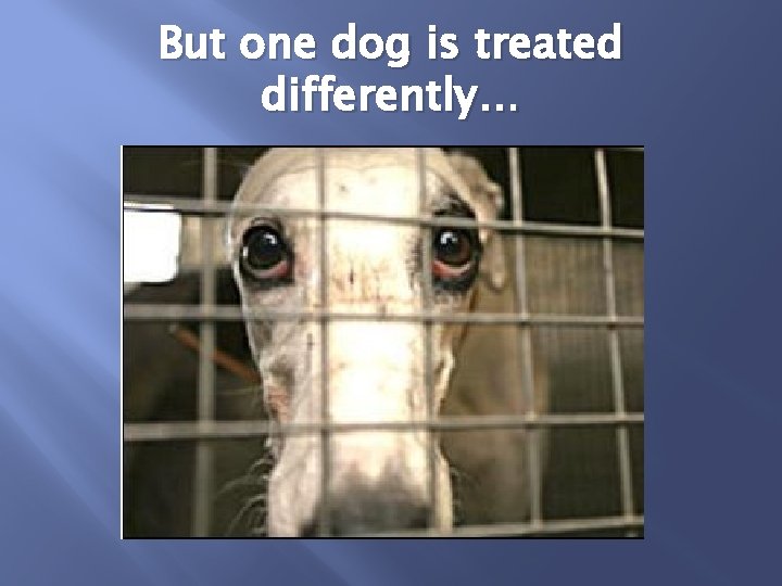 But one dog is treated differently… 