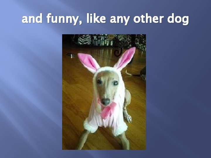 and funny, like any other dog 