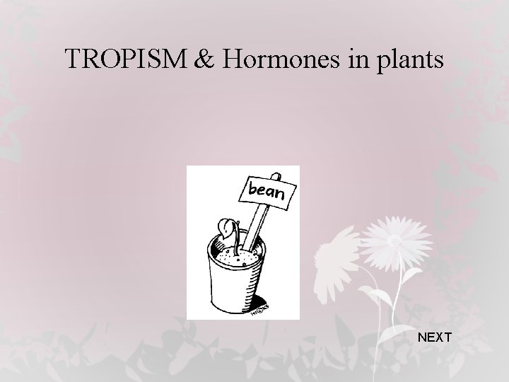TROPISM & Hormones in plants NEXT 