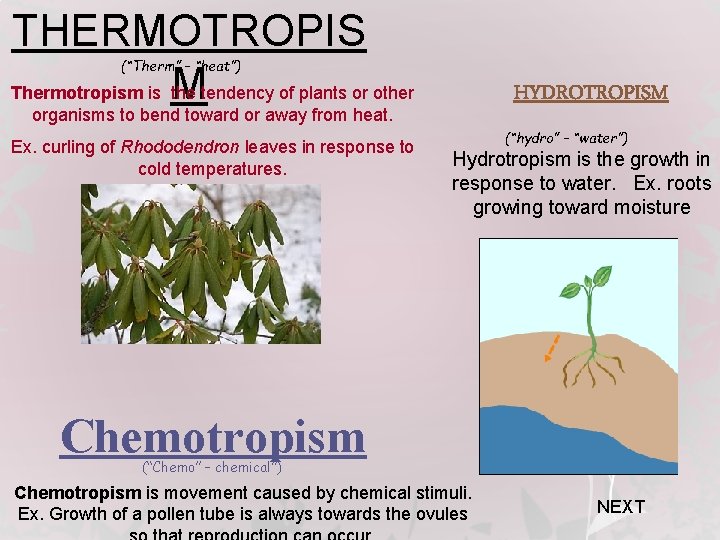 THERMOTROPIS Thermotropism is M the tendency of plants or other organisms to bend toward