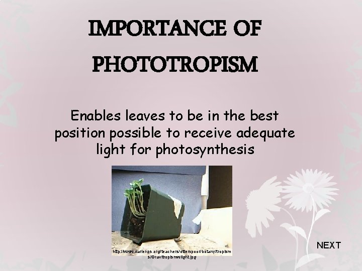 IMPORTANCE OF PHOTOTROPISM Enables leaves to be in the best position possible to receive