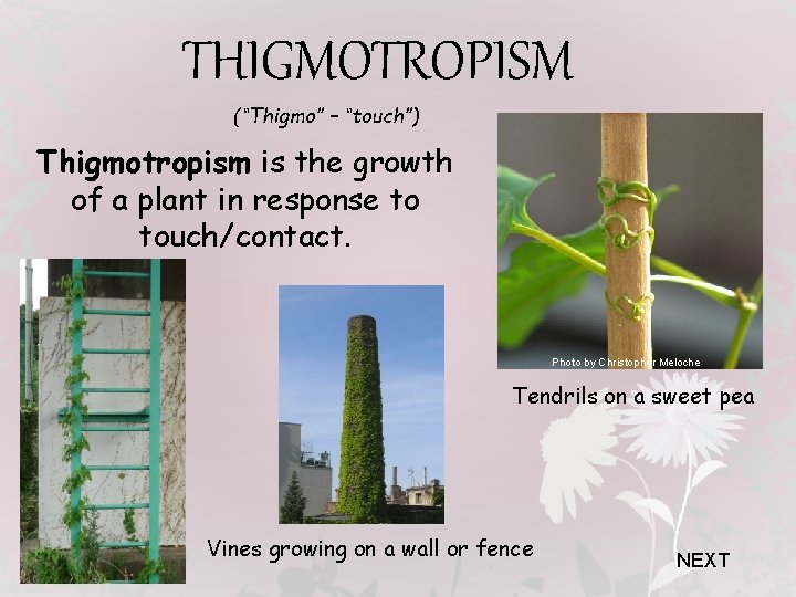 THIGMOTROPISM (“Thigmo” – “touch”) Thigmotropism is the growth of a plant in response to