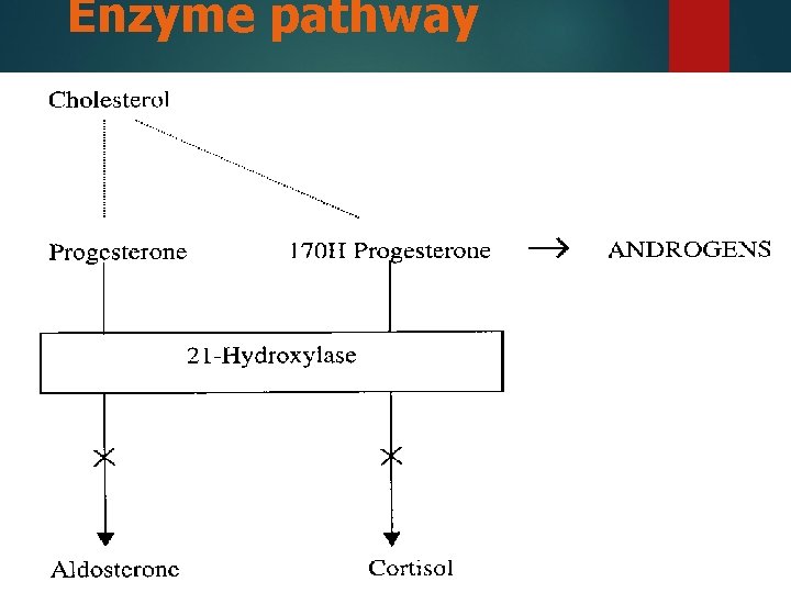 Enzyme pathway 