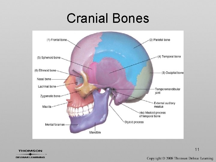 Cranial Bones 11 