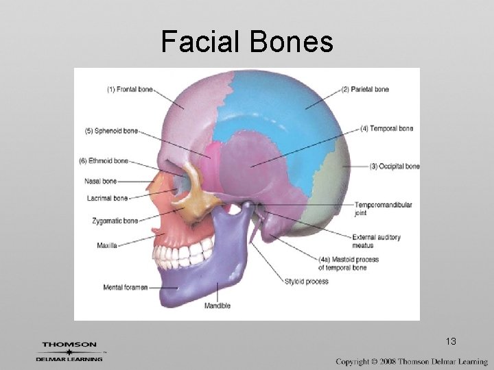 Facial Bones 13 