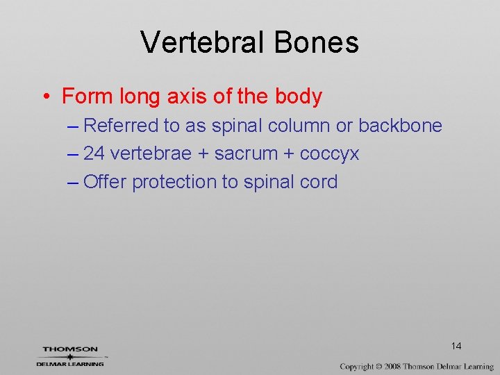 Vertebral Bones • Form long axis of the body – Referred to as spinal