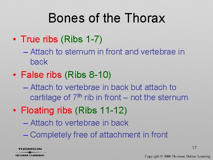 Bones of the Thorax • True ribs (Ribs 1 -7) – Attach to sternum
