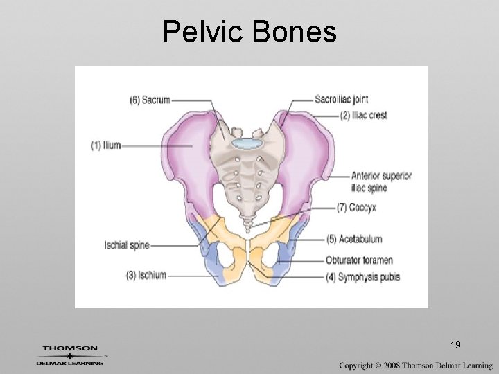 Pelvic Bones 19 