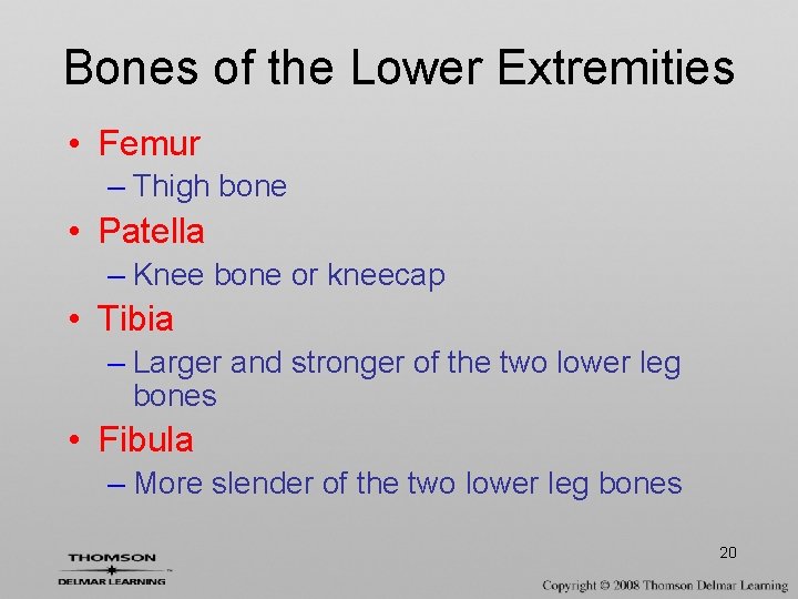 Bones of the Lower Extremities • Femur – Thigh bone • Patella – Knee