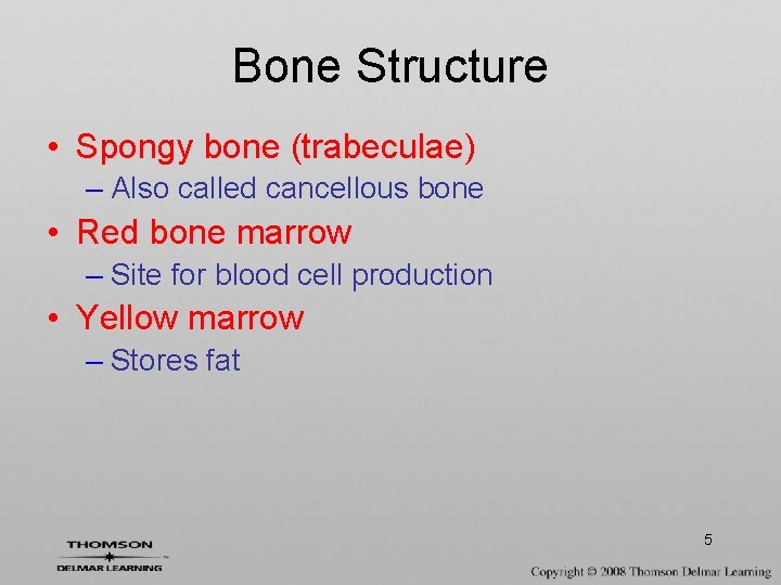 Bone Structure • Spongy bone (trabeculae) – Also called cancellous bone • Red bone