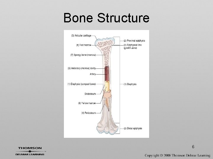 Bone Structure 6 