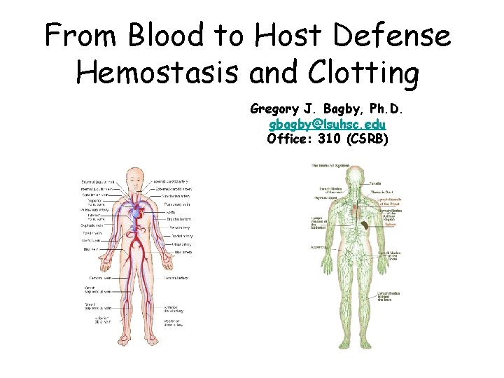 From Blood to Host Defense Hemostasis and Clotting Gregory J. Bagby, Ph. D. gbagby@lsuhsc.