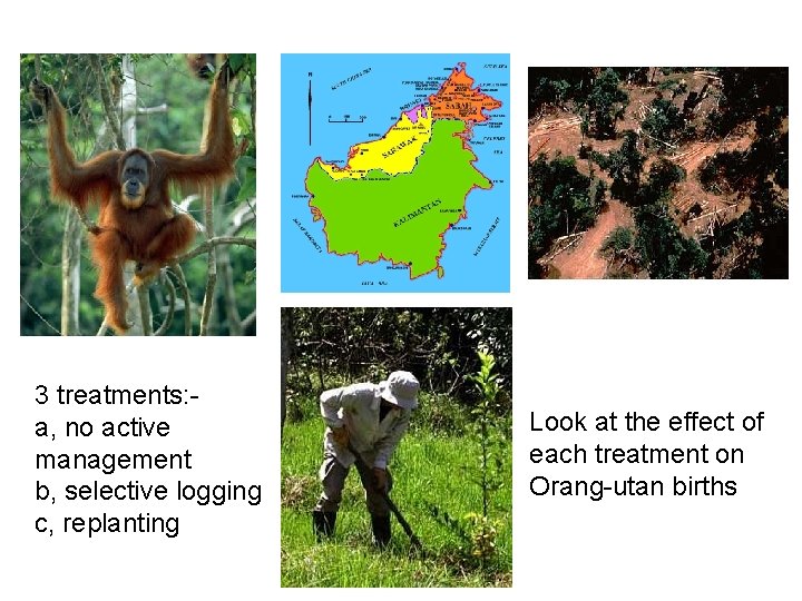 3 treatments: a, no active management b, selective logging c, replanting Look at the