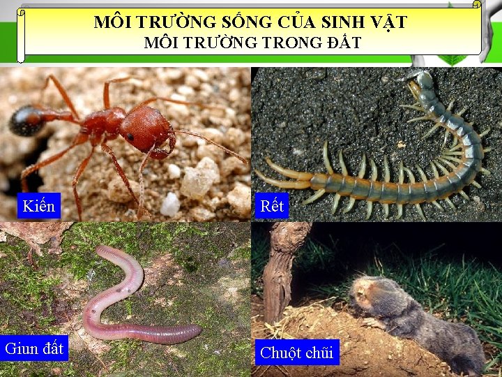 MÔI TRƯỜNG SỐNG CỦA SINH VẬT MÔI TRƯỜNG TRONG ĐẤT Kiến Giun đất 1/31/2022