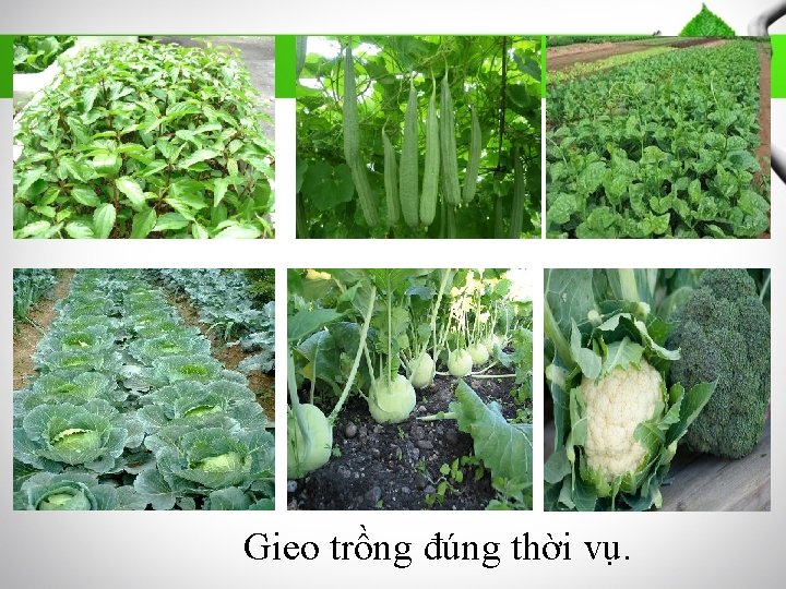 Gieo trồng đúng thời vụ. 