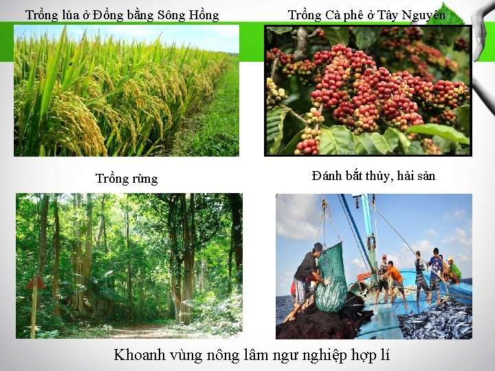 Trồng lúa ở Đồng bằng Sông Hồng Trồng rừng Trồng Cà phê ở Tây