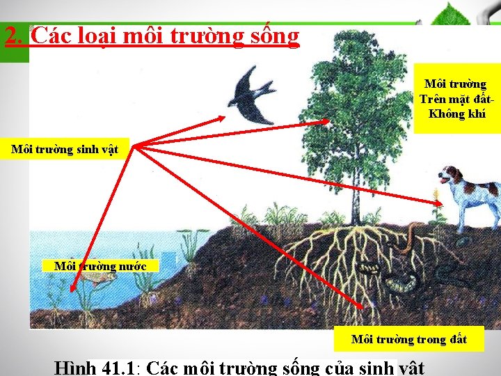 2. Các loại môi trường sống Môi trường Trên mặt đất. Không khí Môi