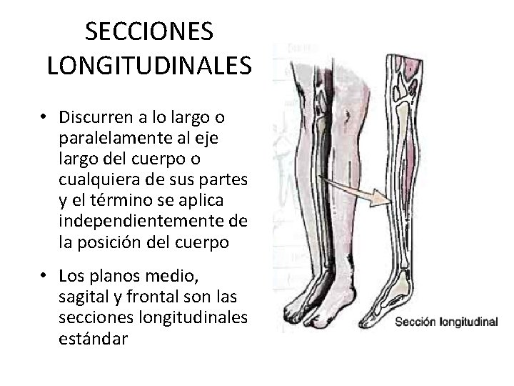 SECCIONES LONGITUDINALES • Discurren a lo largo o paralelamente al eje largo del cuerpo