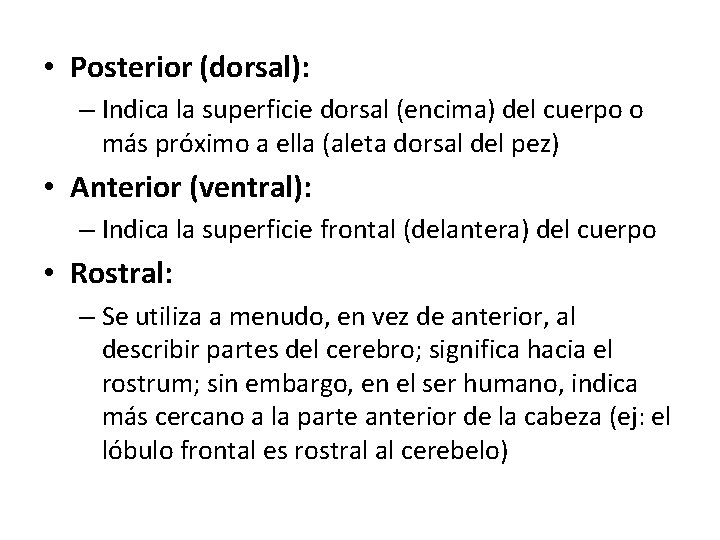  • Posterior (dorsal): – Indica la superficie dorsal (encima) del cuerpo o más