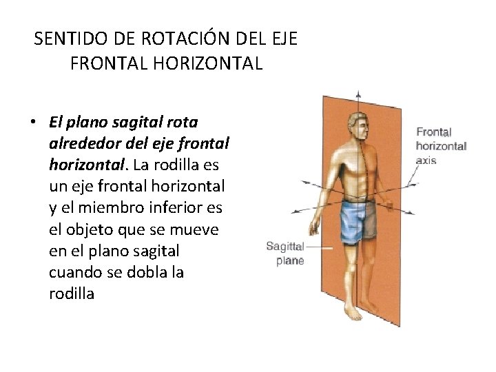 SENTIDO DE ROTACIÓN DEL EJE FRONTAL HORIZONTAL • El plano sagital rota alrededor del