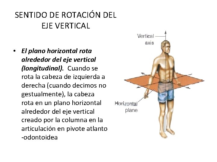 SENTIDO DE ROTACIÓN DEL EJE VERTICAL • El plano horizontal rota alrededor del eje