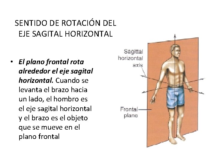 SENTIDO DE ROTACIÓN DEL EJE SAGITAL HORIZONTAL • El plano frontal rota alrededor el