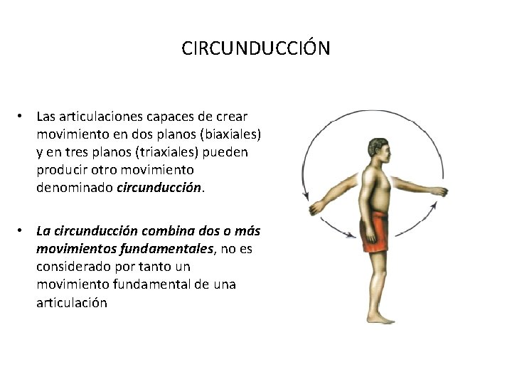 CIRCUNDUCCIÓN • Las articulaciones capaces de crear movimiento en dos planos (biaxiales) y en